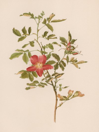 English Rose by English School
